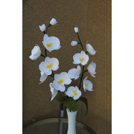 Phalaenopsis Orchid -- Moth orchid