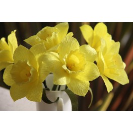  Daffodils