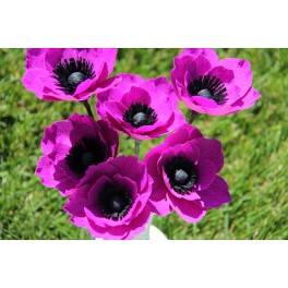 Purple Anemone
