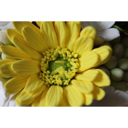 Daisy Flower - yellow