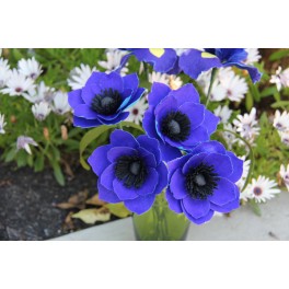 Anemone flowers - Blue